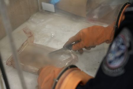 CBP Officer Bonilla uses a knife to cut into a package of suspected narcotics  found smuggled in suspect's vehicle in Calexico, Calif. (National Geographic)