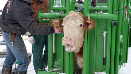 A Hereford heifer in a cattle chute is being pregnancy checked. (National Geographic)