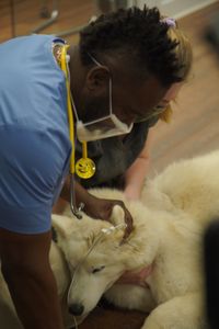 Dr. Hodges treats Koda, the Husky, for ear mites. (National Geographic for Disney/Sean Grevencamp)