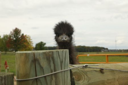 An emu looks over the animal pasture fence at the Pol family's farm. (National Geographic )