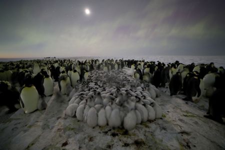 Emperor Penguins chicks huddling under an aurora australis, with adults around them. (credit: National Geographic/Alex Ponniah)