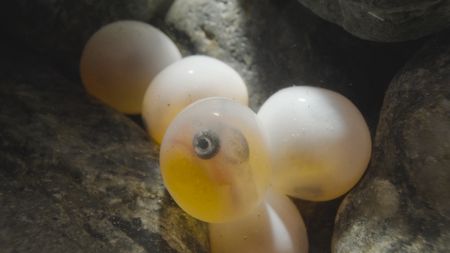 The developing eyed eggs of salmon sit in the gravel. (credit: National Geographic/Jason Ching)