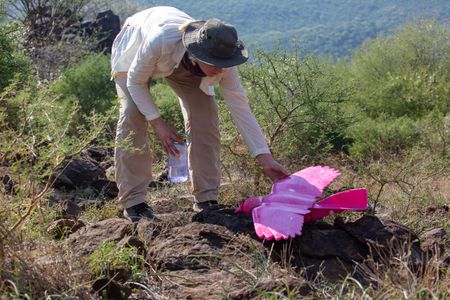 Researcher Maia Sherwood-Rogers prepares a pink Rocrow for flight, in preparation of filming flamingos. (National Geographic for Disney/Sally Thomson)