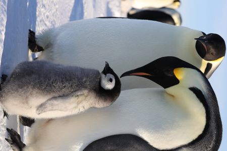 A chick with two adults in the golden light.  (credit: National Geographic/Alex Ponniah)