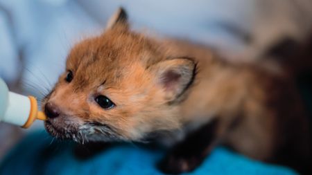 A fox kit nursing. (Staying Wild Productions Inc.)