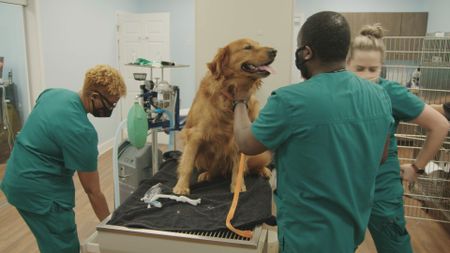 Thunder, the dog, gets ready for a procedure to remove a growth. (National Geographic for Disney)