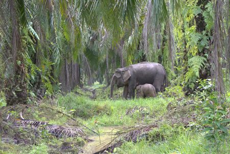 Asian pygmy elephants meander through the dense palm tree plantations. (National Geographic for Disney)