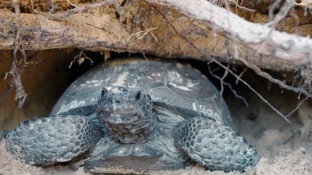 In the Everglades, a gopher tortoise spends 80% of its time in its underground burrow. (credit: National Geographic/Jeff Reed)