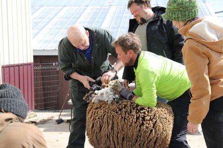 A crew member films Dr. Pol and Ben Reinhold shear the wool from one of the Merino sheep as Charles Pol and Beth Pol watch. (National Geographic)