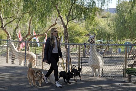 Ariana in a walking exercise with Alpha and other Dog Psychology Center animals. (National Geographic)