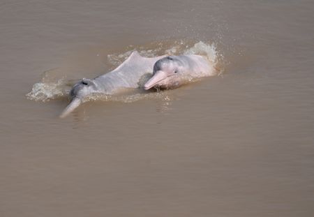 Two pink river dolphins surface for a breath in the Amazon. (credit: Fernando Trujillo)