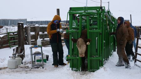 Dr. Erin Schroeder uses a clip board to keep track of which heifers are pregnant while owner Steve Heimes and his ranch hands usher the heifer into the cattle chute. (National Geographic)