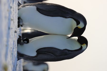 Two adult Emperor penguins  standing face to face, each with a chick between their legs.  (credit: National Geographic/Alex Ponniah)