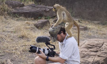 Baboon standing on a man's shoulder. (Big Wave Productions)