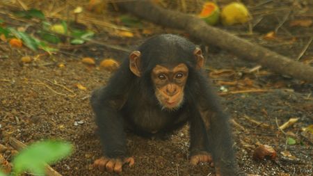 A baby chimp sits on the ground on the forest floor in Senegal, (Getty Images)