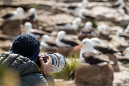 Camera operator Miguel Willis takes photos of albatross in the Falkland Islands. (National Geographic for Disney/Robin Hoskyns)