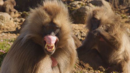 A gelada appears to bare its teeth while looking at the camera in Ethiopia. (Getty Images)