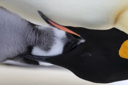 Emperor penguin feeding an older chick,.  (credit: National Geographic/Alex Ponniah)