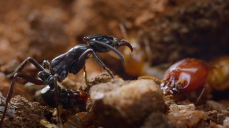 A Matabele ant locked in battle with a termite soldier. (National Geographic/Romilly Spiers)