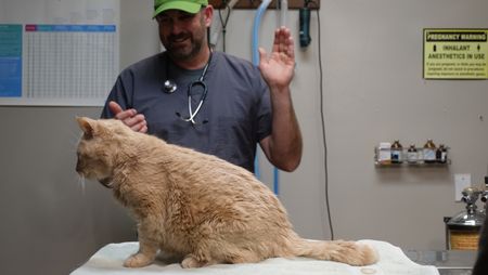 Dr. Ben Schroeder does a "clap test" to check hearing on Tomcat, a twenty-year-old kitty suffering from severe tremors. (National Geographic)