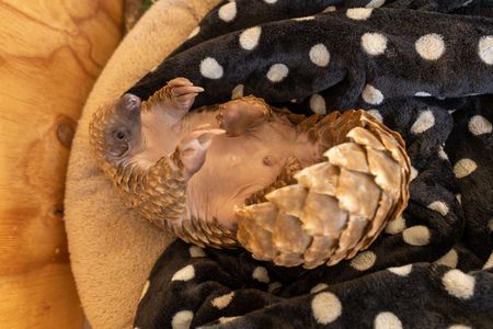 Archie the baby pangolin in his bed. (National Geographic/Cherique Pohl)