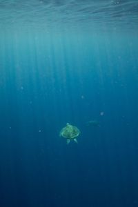 Adult green turtles in the water off Raine Island. (National Geographic for Disney/Paul Satchell)