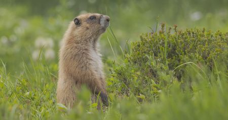 Olympic Marmot looking out in the grass on Hurricane Hill. (credit: National Geographic/Alex Cooke)