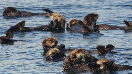 A raft of sea otters float on top of the water together in Alaska. (Getty Images)